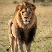 Nairobi – Amboseli – Nairobi