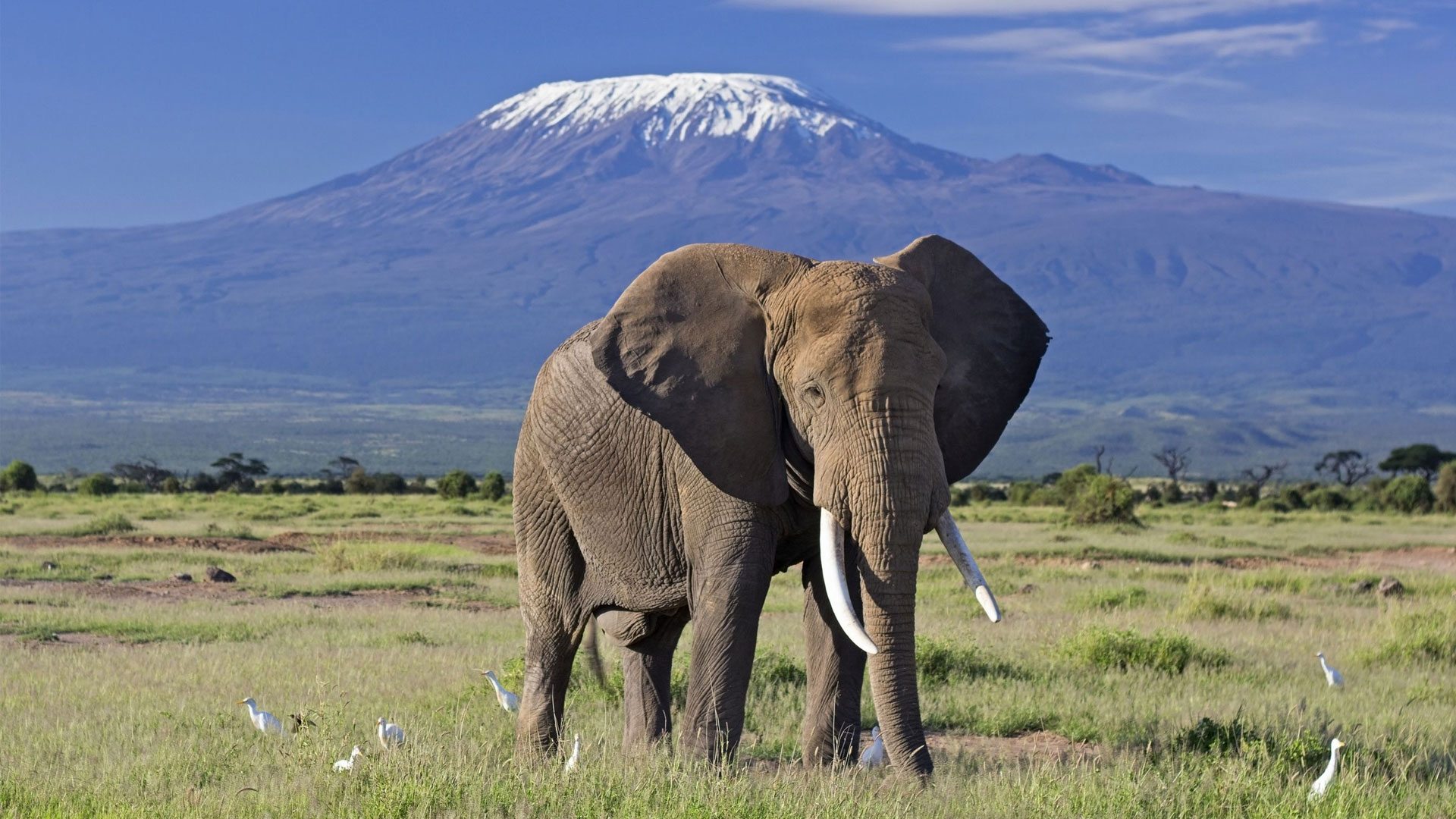 Amboseli 1-Day Safari