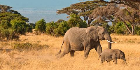 Amboseli 2-Day Safari