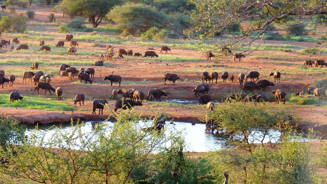 Tsavo East & Tsavo West 3-Day Safari